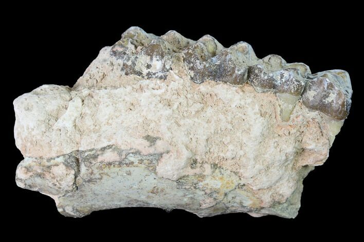 Oreodont (Merycoidodon) Jaw Section - South Dakota #140925